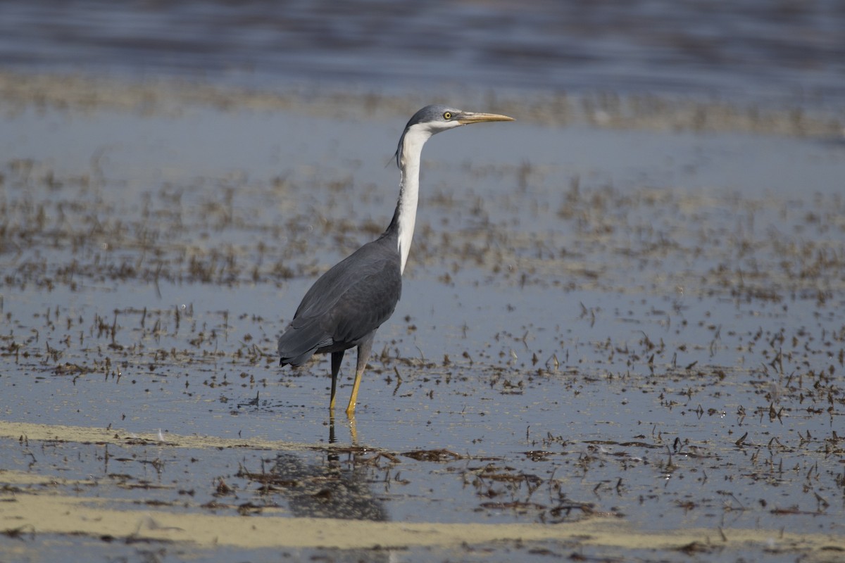 Pied Heron - John Cantwell