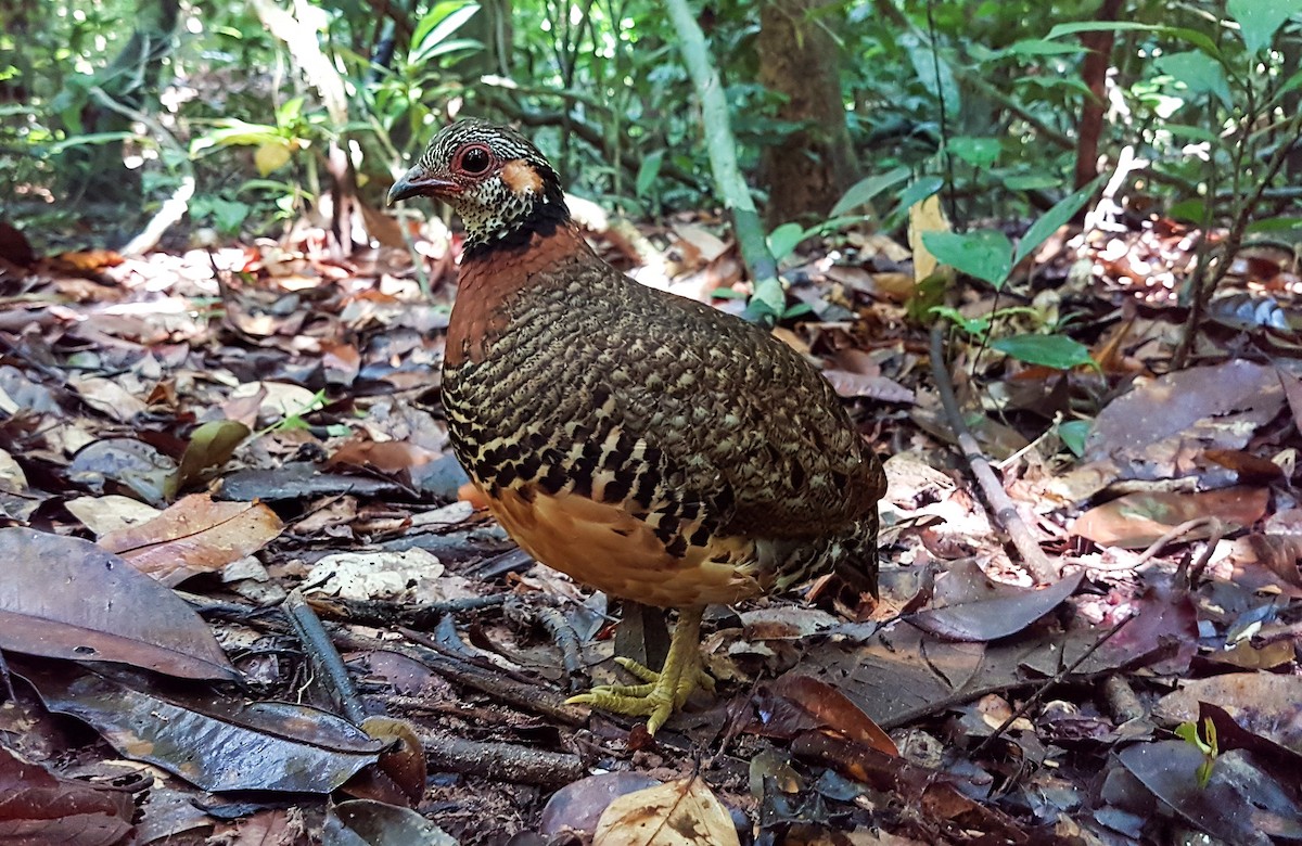 Chestnut-necklaced Partridge - Neoh Hor Kee