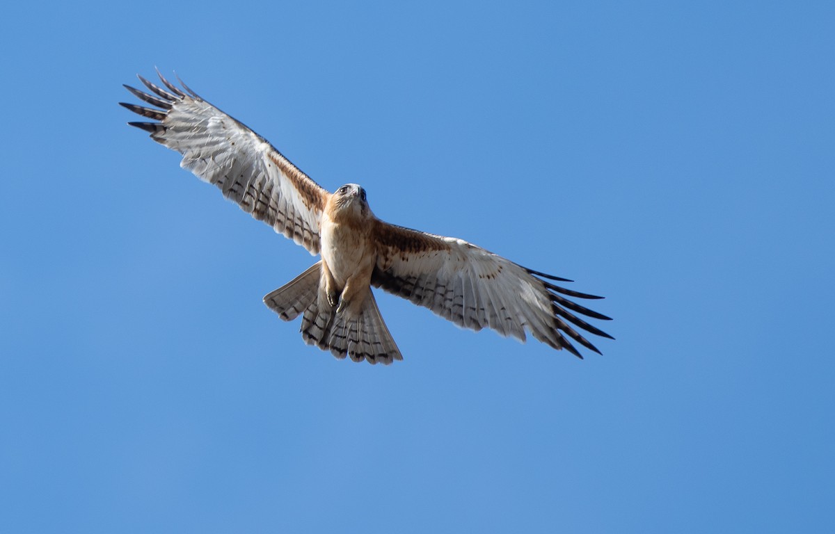 Águila Chica - ML121388871