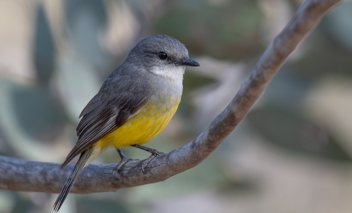 Western Yellow Robin - ML121389221