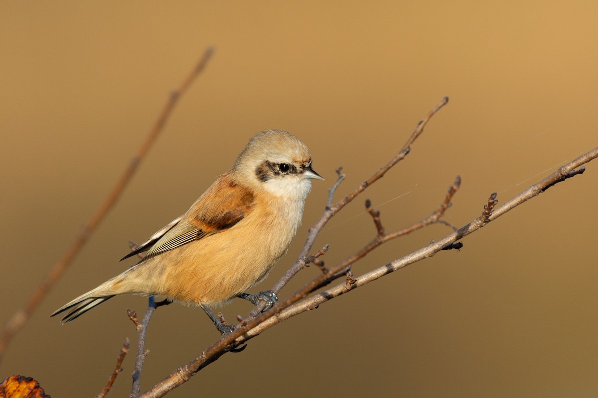 Eurasian Penduline-Tit - Al Božič