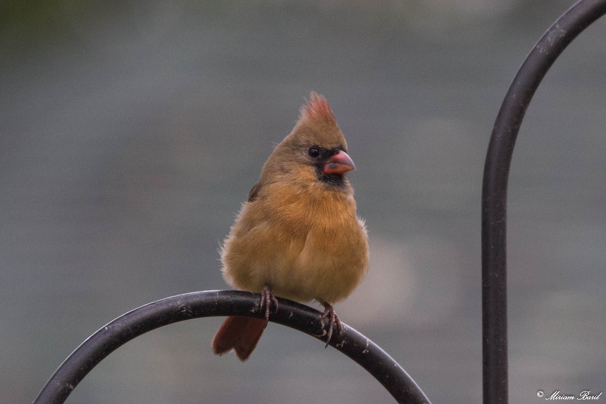 Cardinal rouge - ML121390911