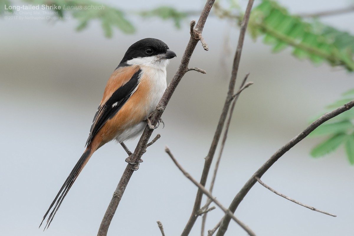 Long-tailed Shrike (tricolor/longicaudatus) - Natthaphat Chotjuckdikul