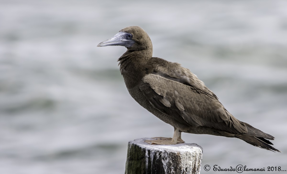 Brown Booby - Jorge Eduardo Ruano