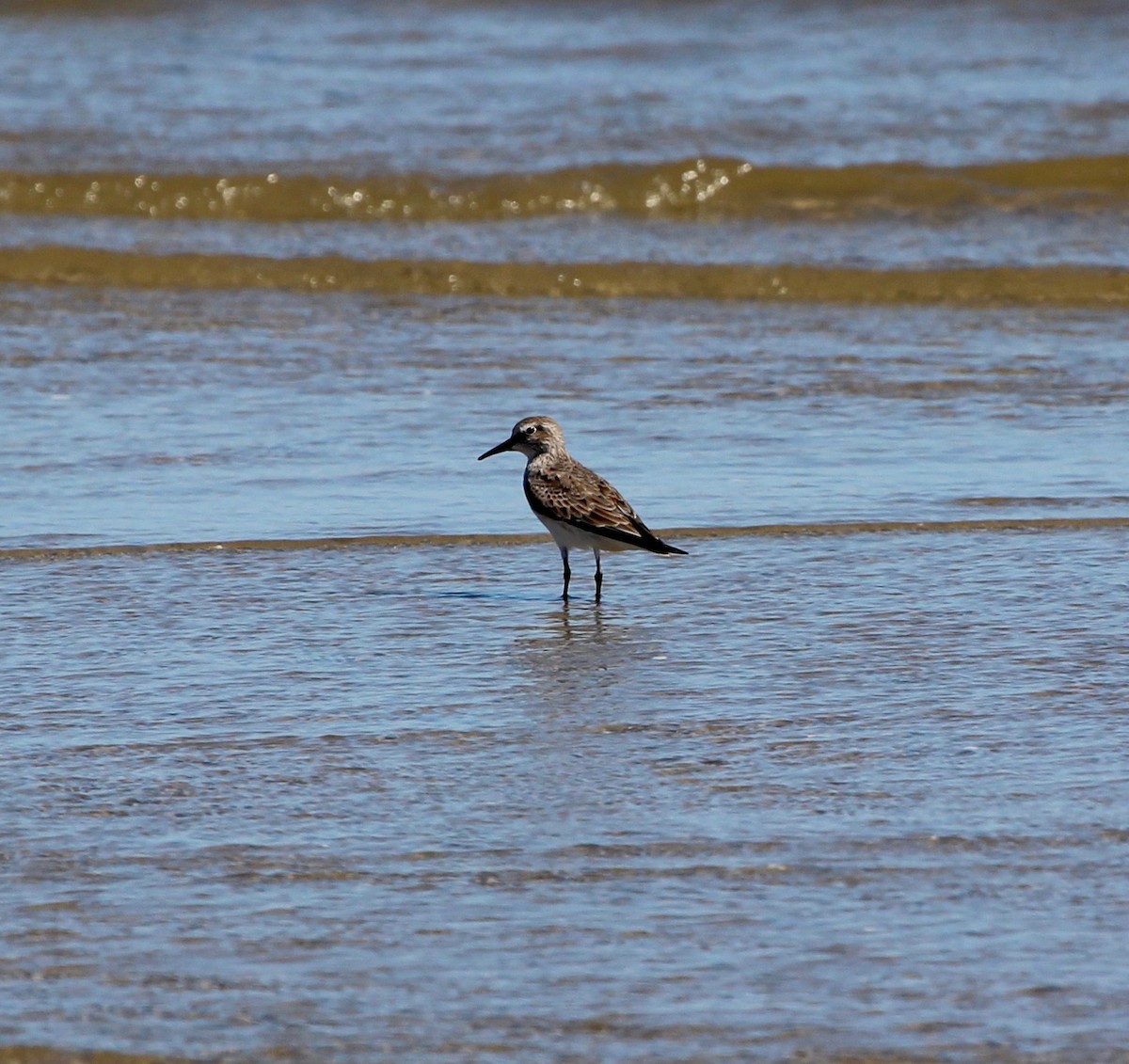 White-rumped Sandpiper - Sylvie Vanier🦩