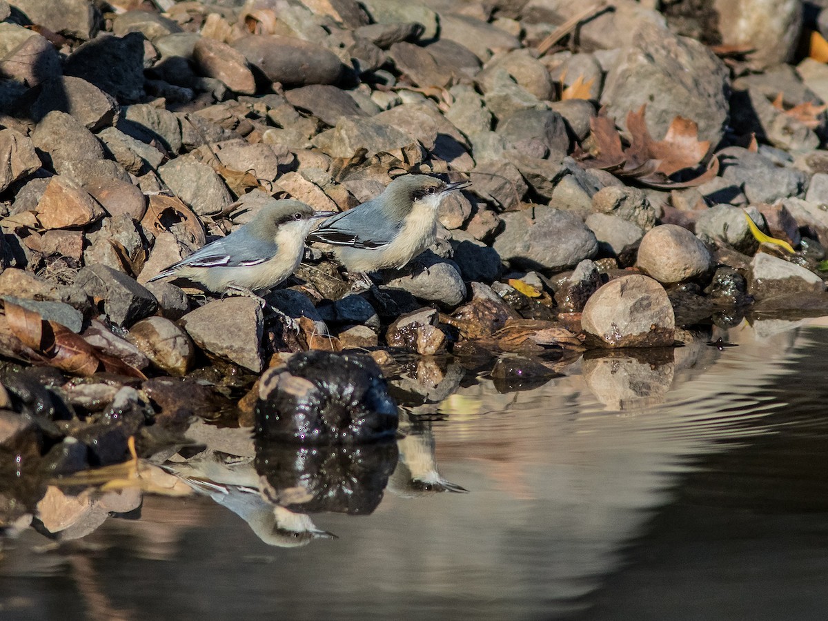 Pygmy Nuthatch - ML121394401