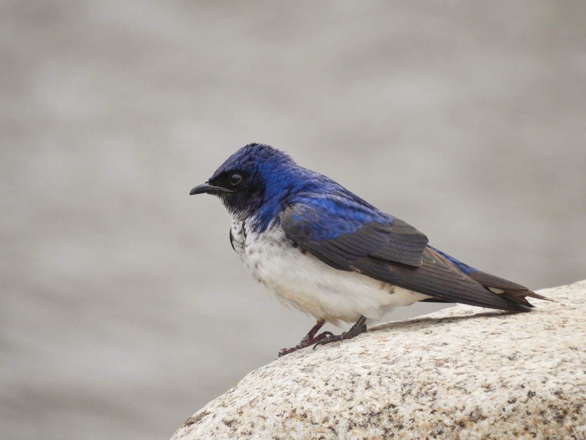 Gray-breasted Martin - Brodie Cass Talbott