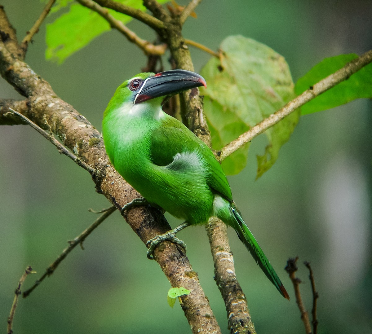 Chestnut-tipped Toucanet - Nick Athanas