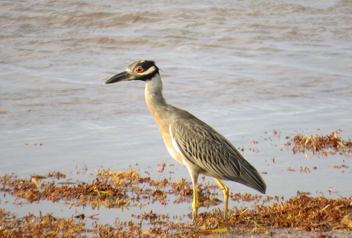 Yellow-crowned Night Heron - ML121396441