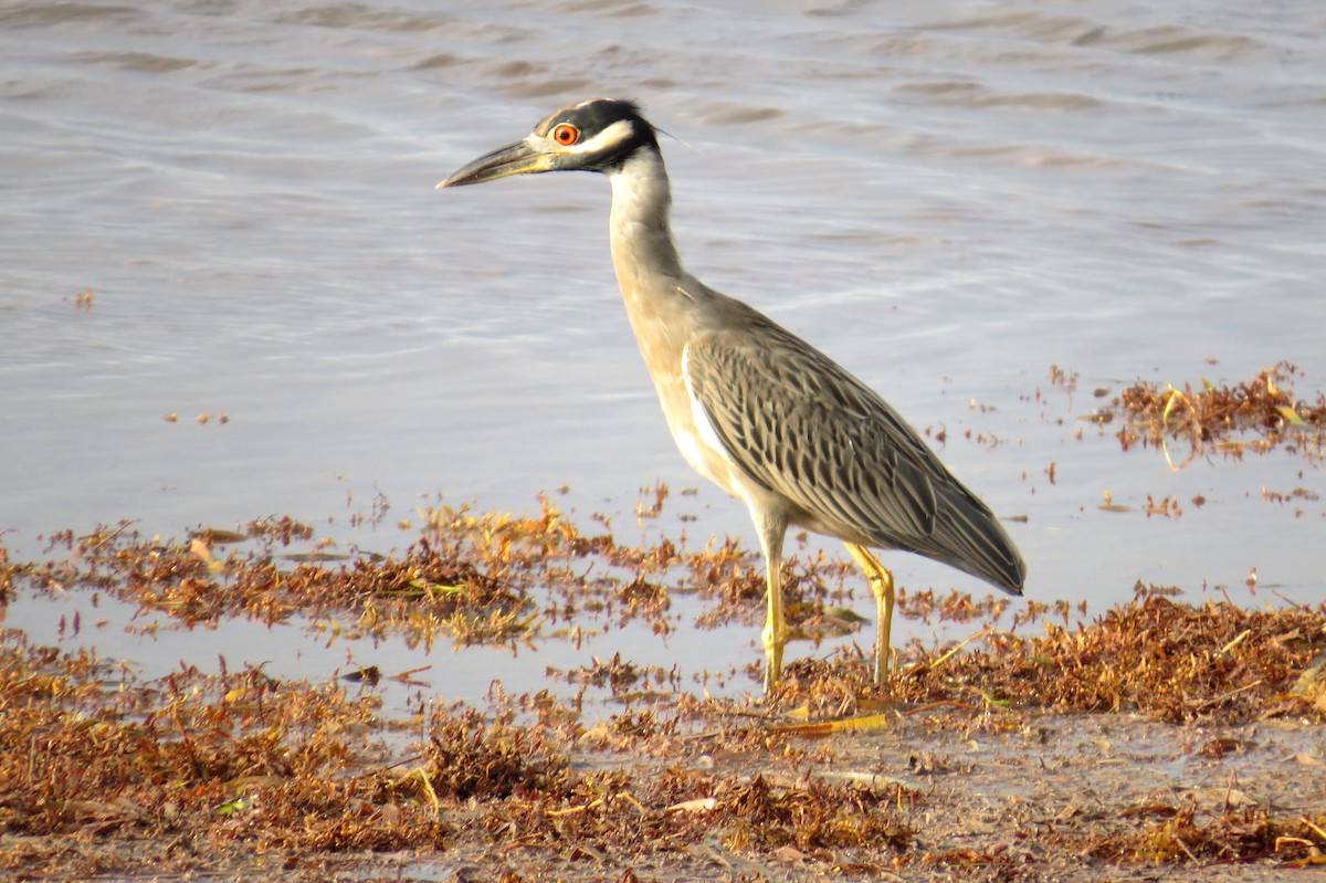 Yellow-crowned Night Heron - ML121396451