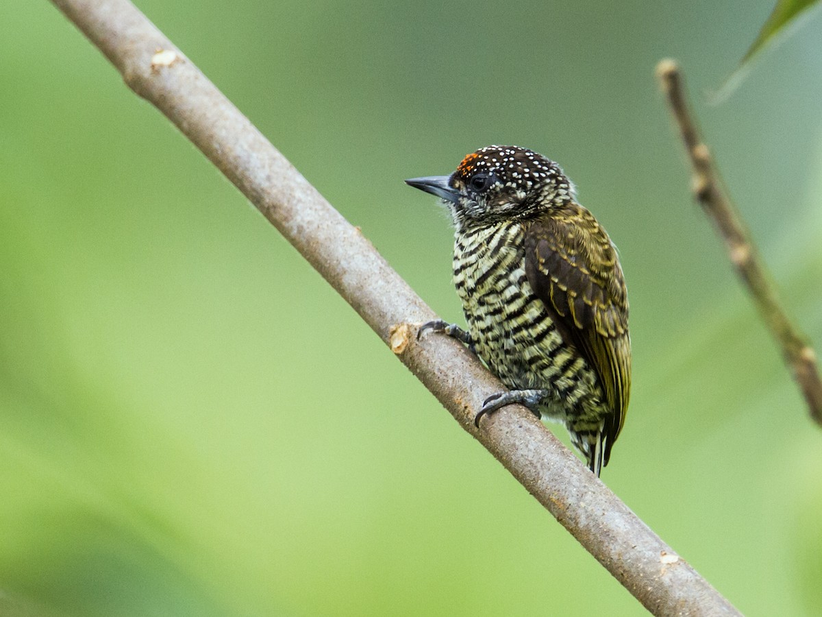 Lafresnaye's Piculet - ML121397091