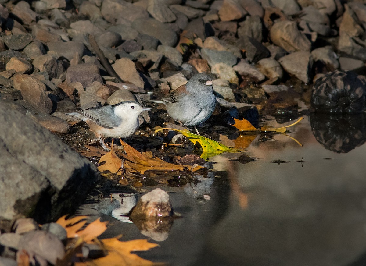 White-breasted Nuthatch - ML121398261