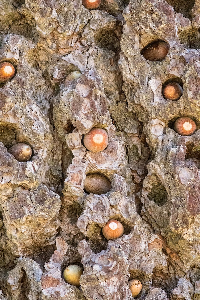 Acorn Woodpecker - David Sutton