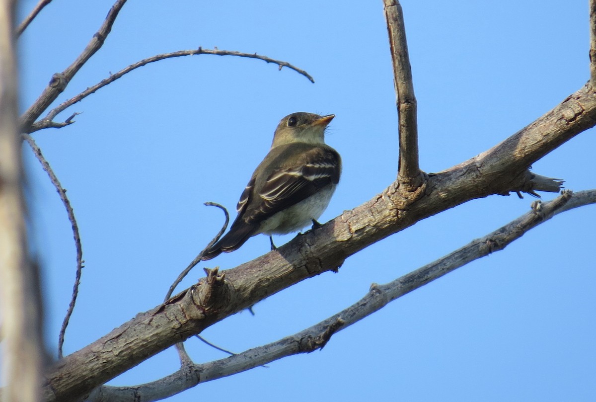 Eastern Wood-Pewee - ML121398721