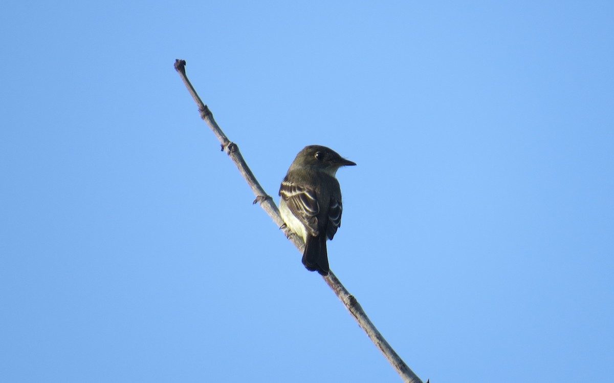 Eastern Wood-Pewee - Lindsey Duval