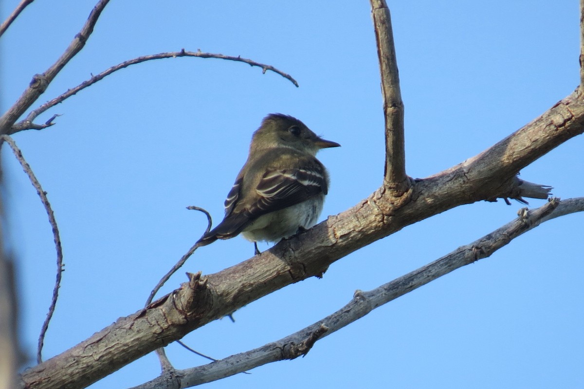 Eastern Wood-Pewee - ML121398741