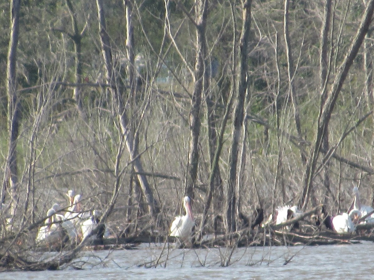 American White Pelican - ML121399101