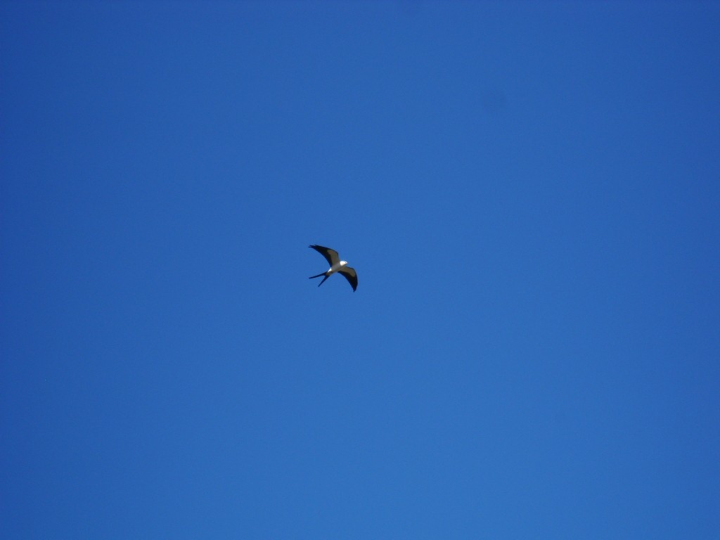 Swallow-tailed Kite - ML121399781