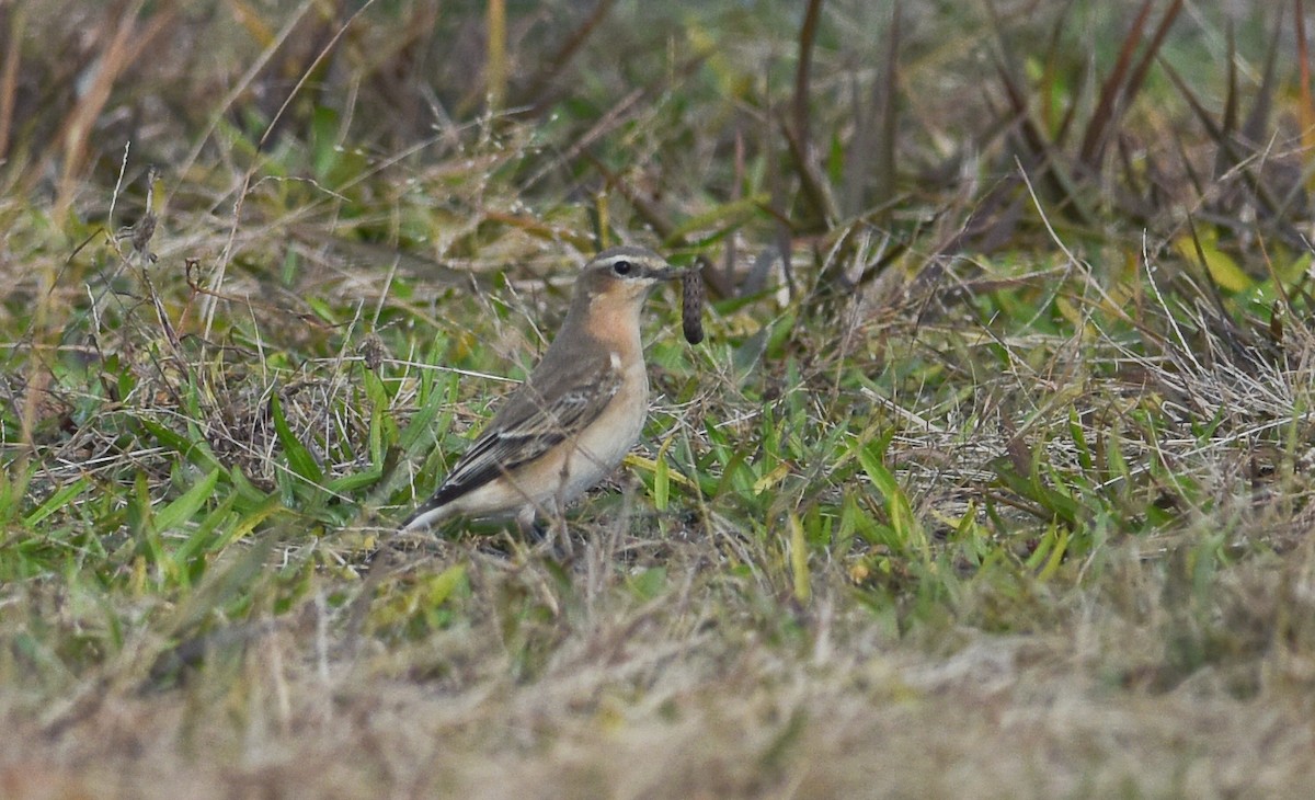 Northern Wheatear - ML121401171