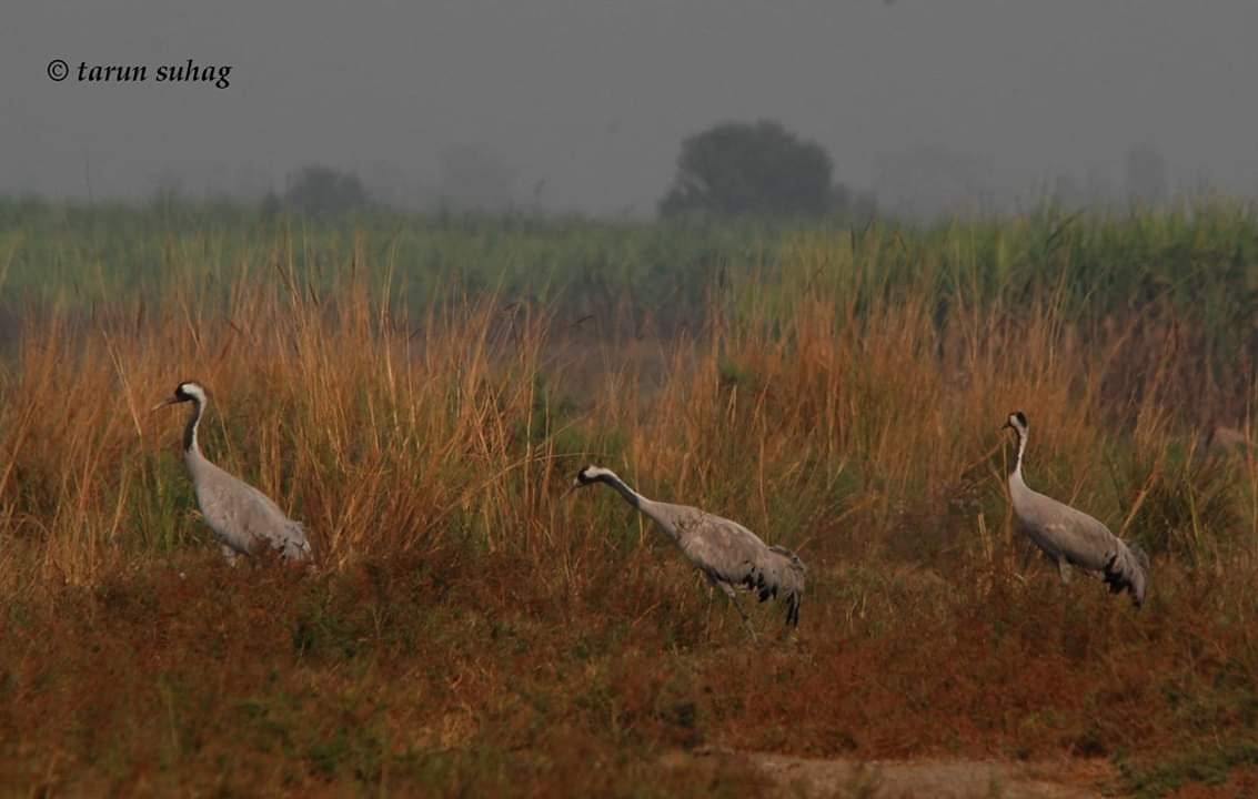 Common Crane - ML121403191