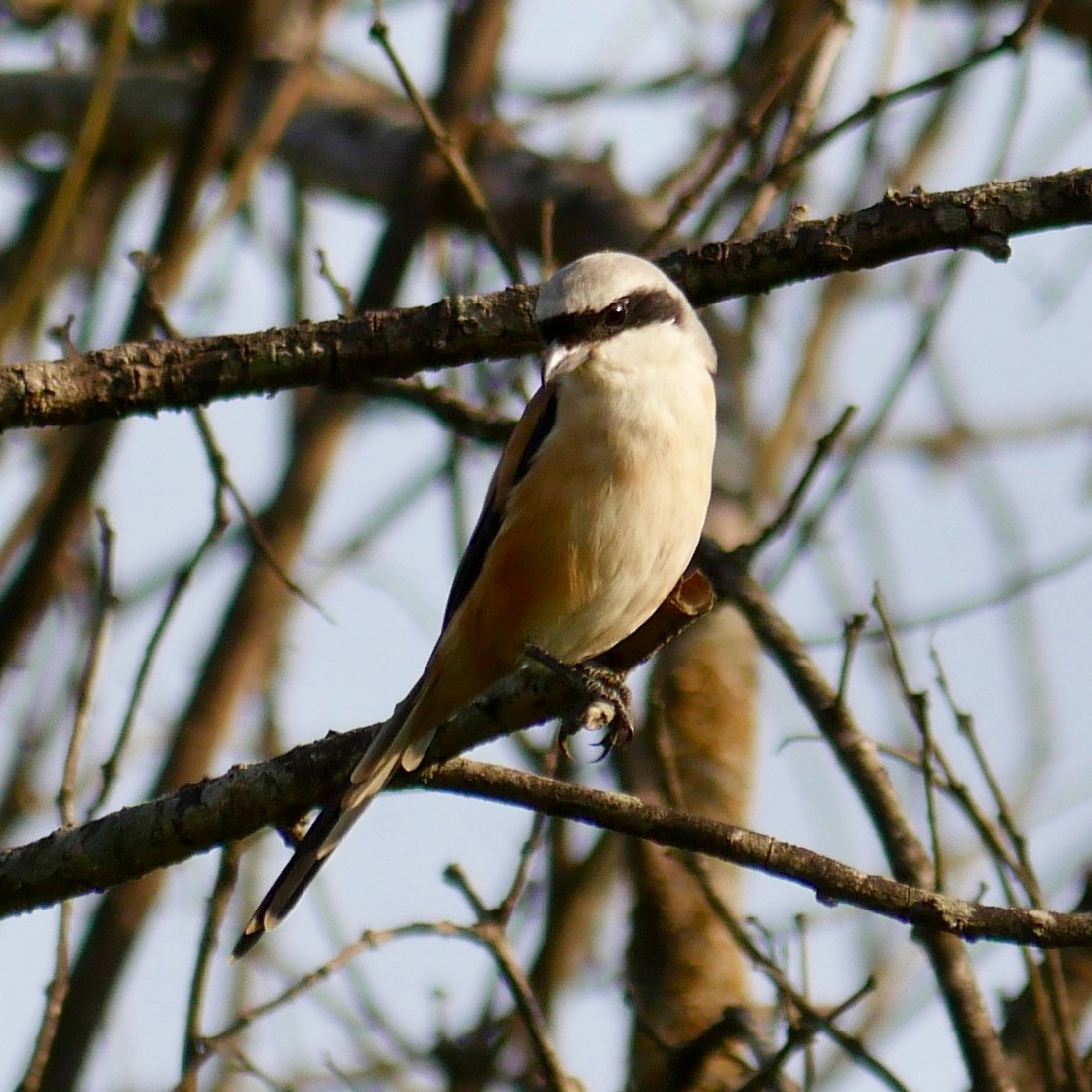 Long-tailed Shrike - ML121404061