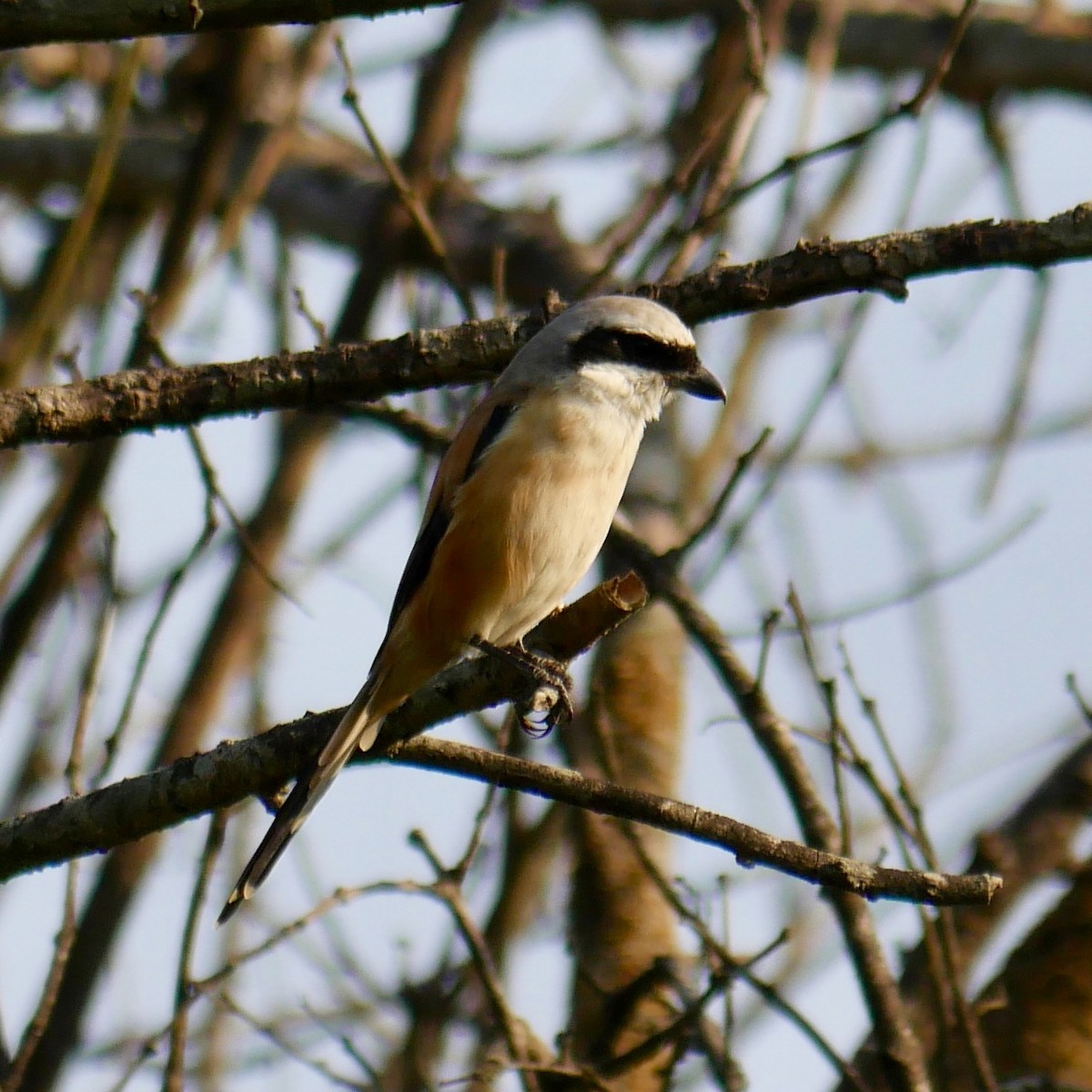 Long-tailed Shrike - ML121404071