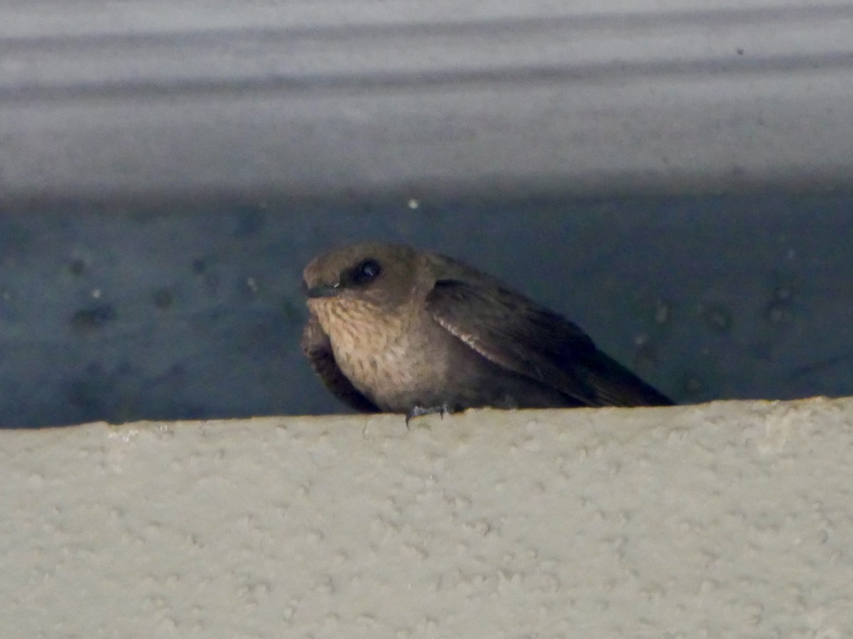 Eurasian Crag-Martin - ML121404101