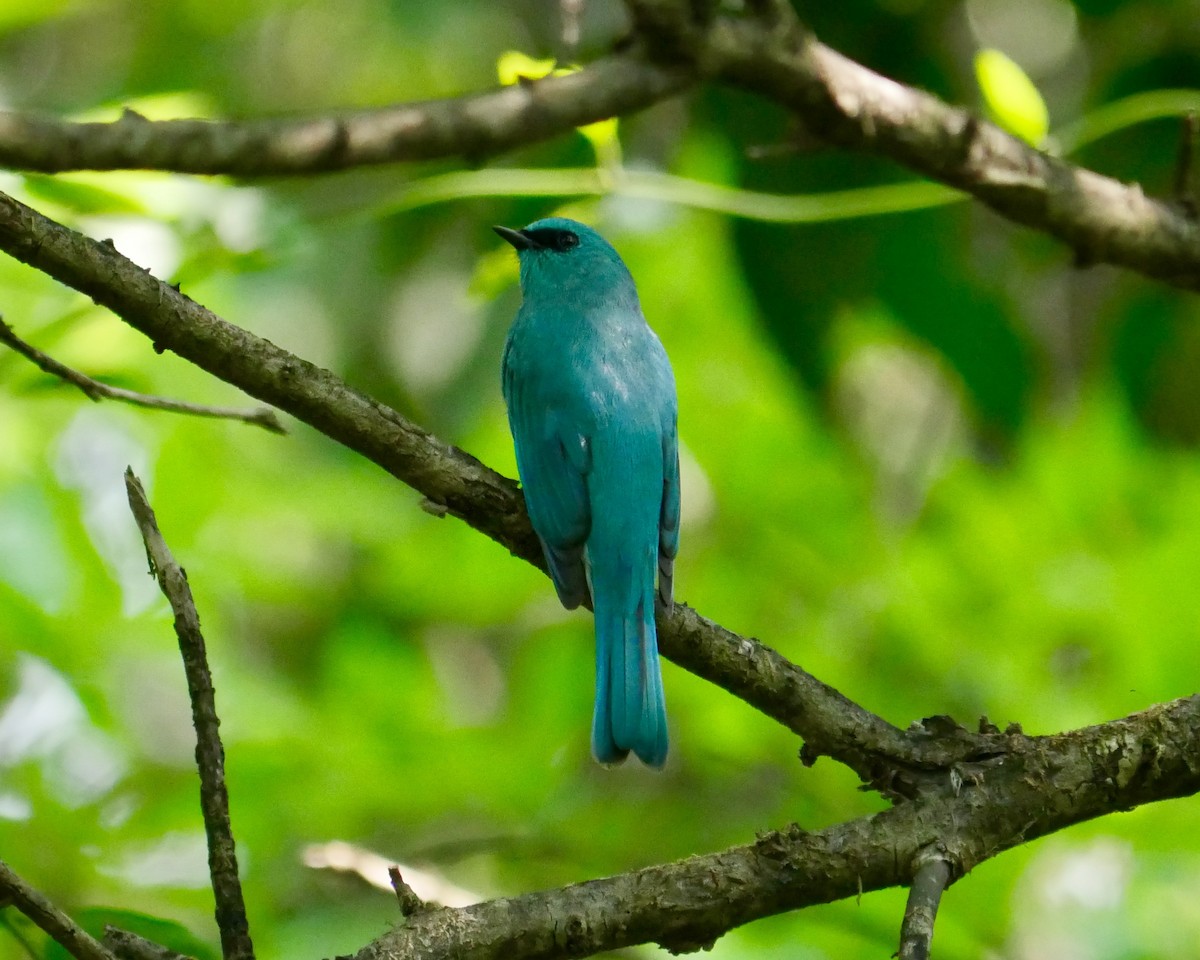 Verditer Flycatcher - ML121404151