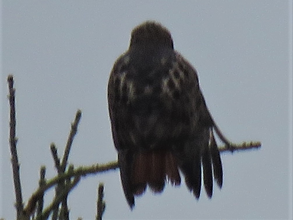 Red-tailed Hawk - denis richard