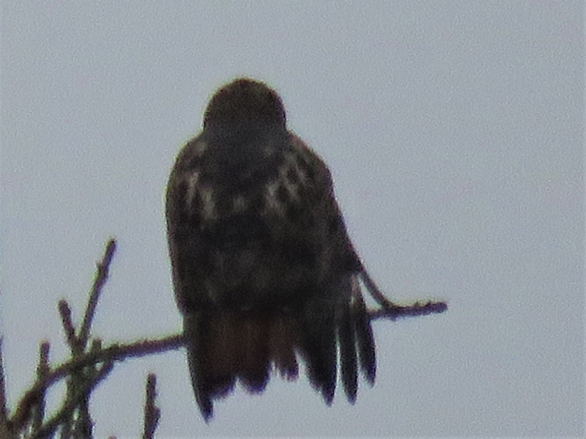 Red-tailed Hawk - denis richard