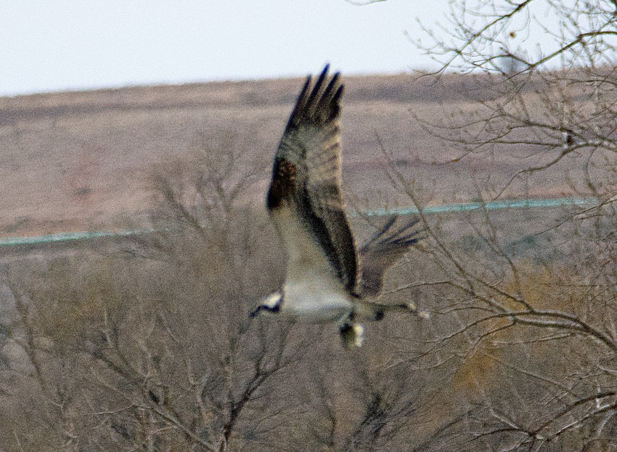 Águila Pescadora - ML121409221