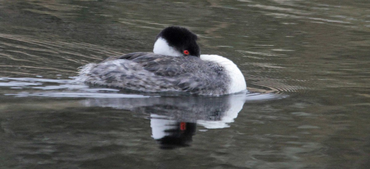 Western Grebe - David Leatherman