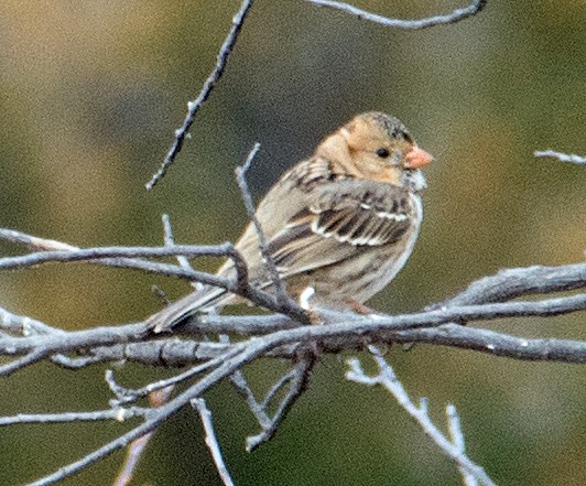 Harris's Sparrow - ML121409371