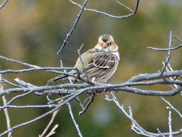 Harris's Sparrow - ML121409381