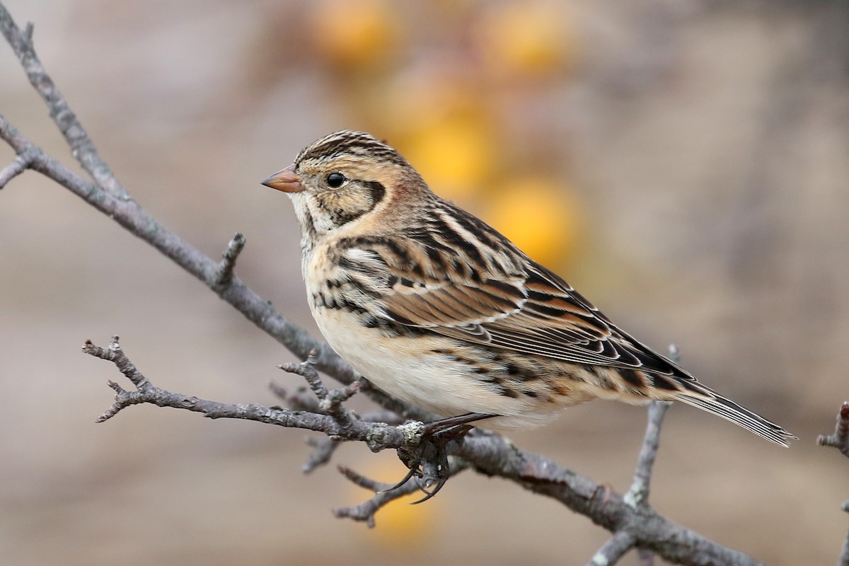 Lapland Longspur - Dick Dionne