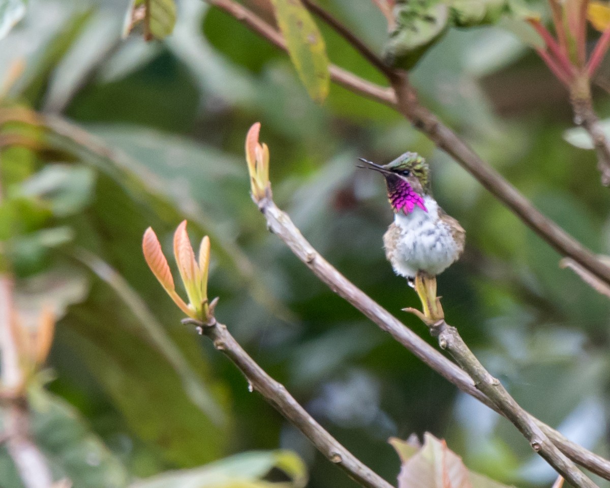 Bumblebee Hummingbird - Nic Allen