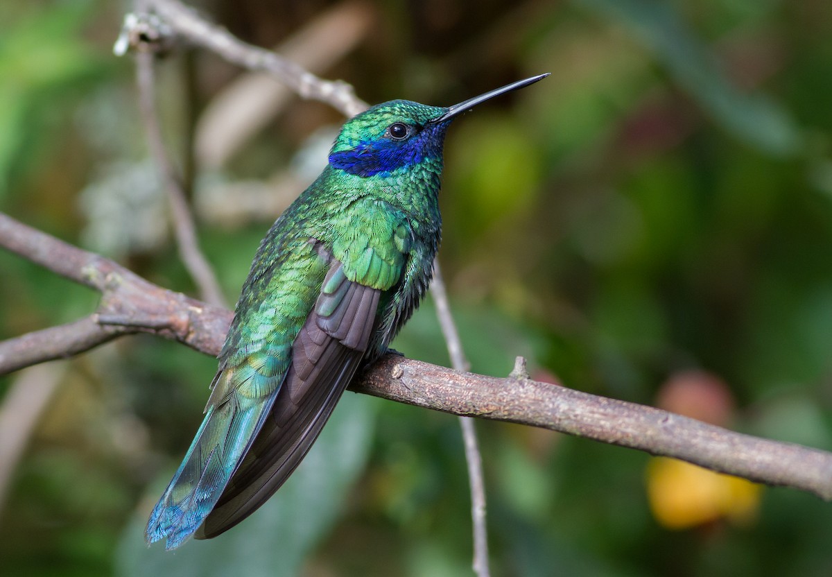 Sparkling Violetear - George Armistead | Hillstar Nature