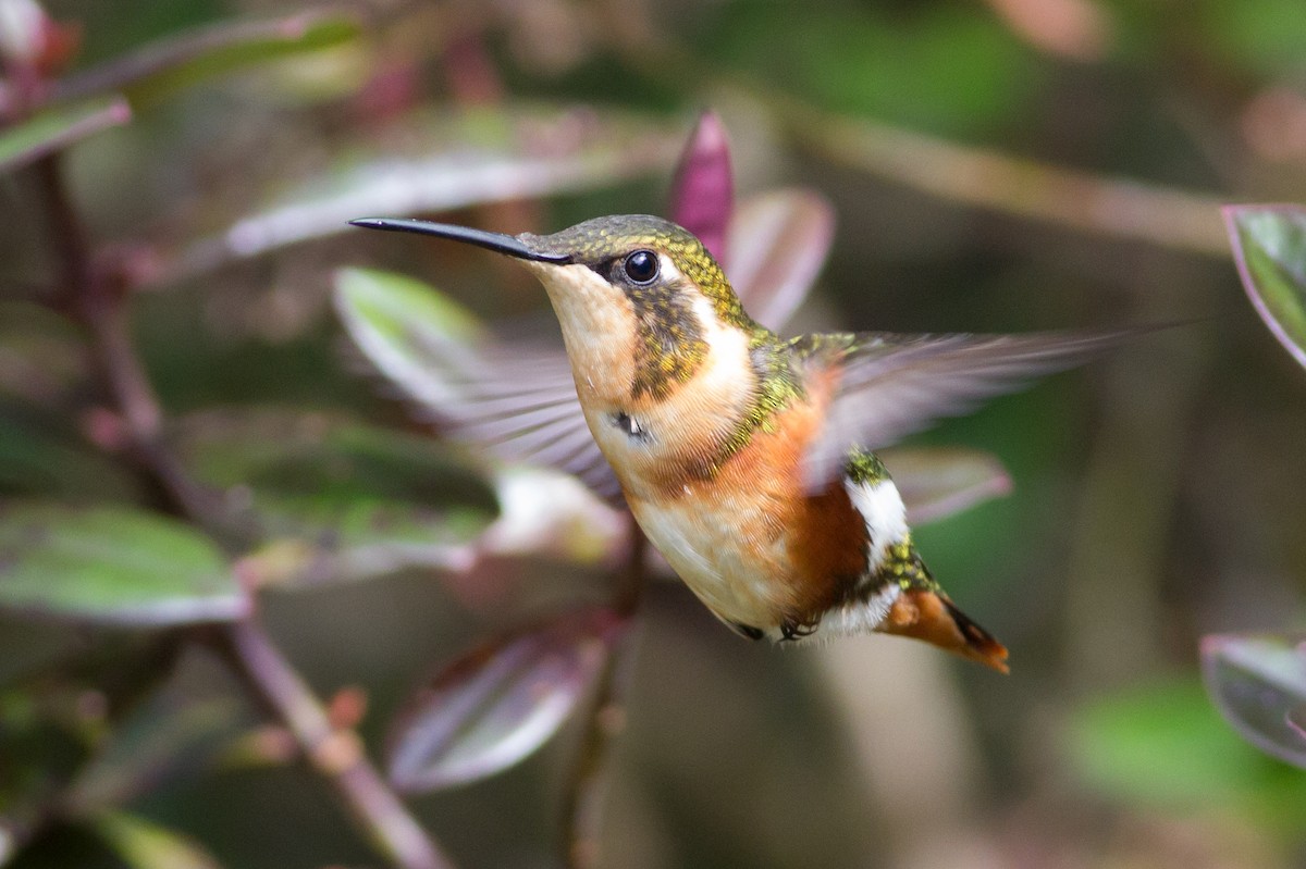 White-bellied Woodstar - ML121414901