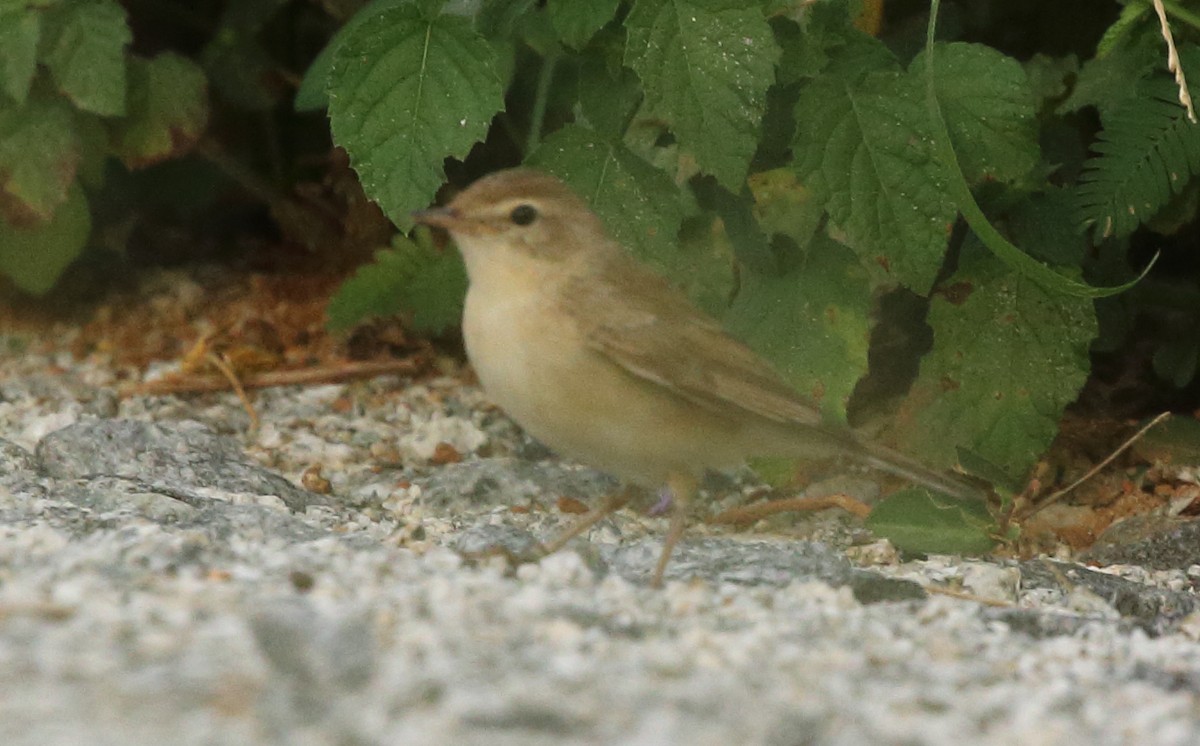 Blyth's Reed Warbler - ML121416421