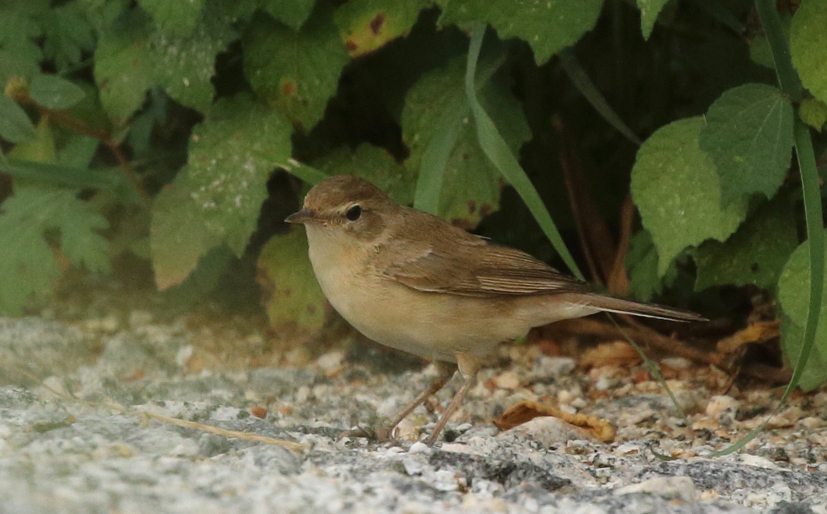 Blyth's Reed Warbler - ML121416451