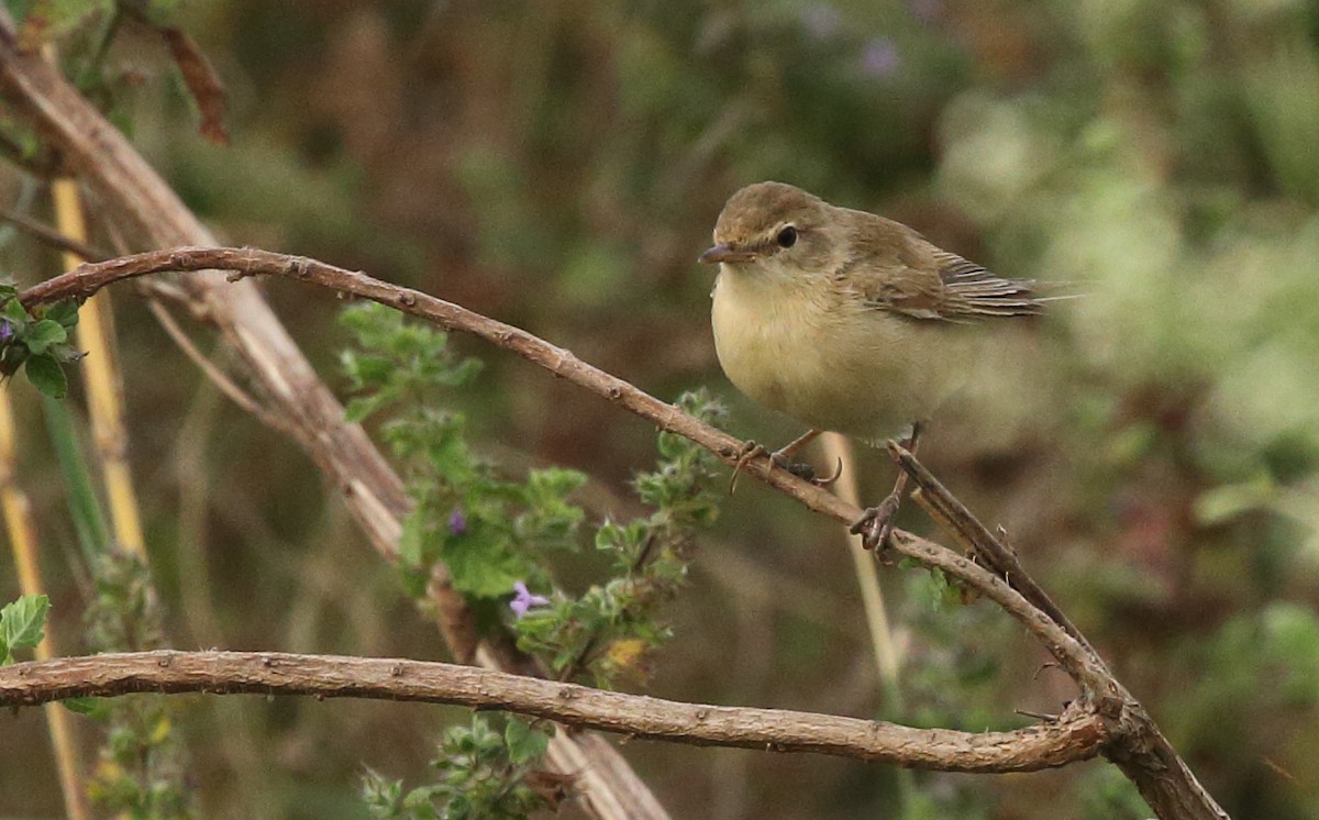 Blyth's Reed Warbler - ML121416471