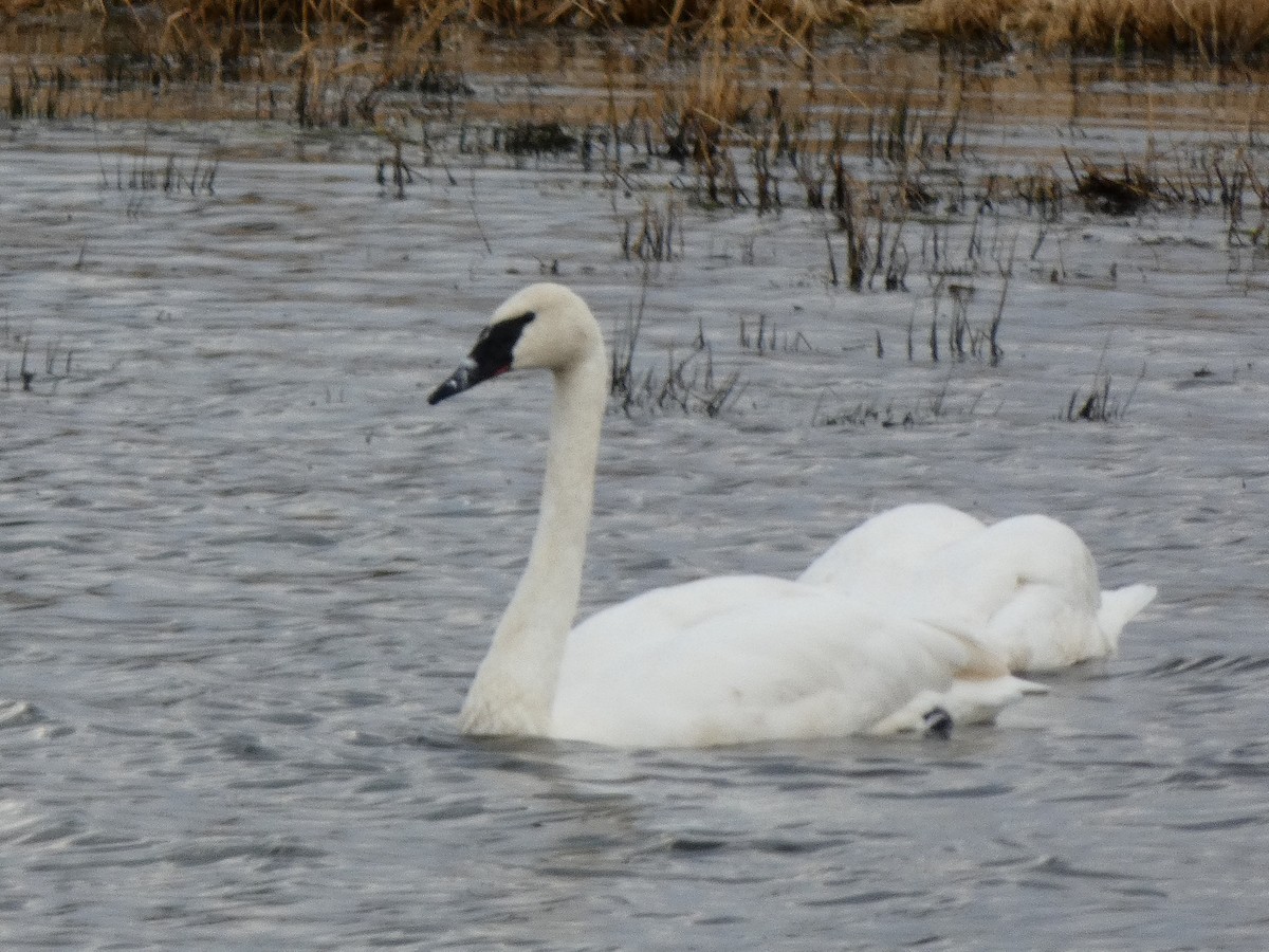 Trumpeter Swan - Kristi Kusek