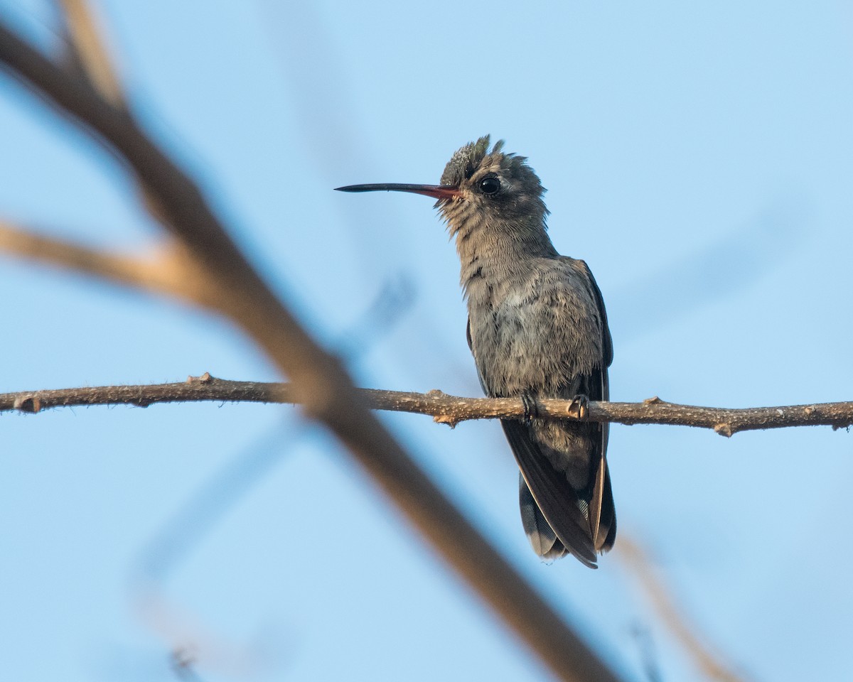 Colibrí Piquiancho de Guerrero - ML121418951