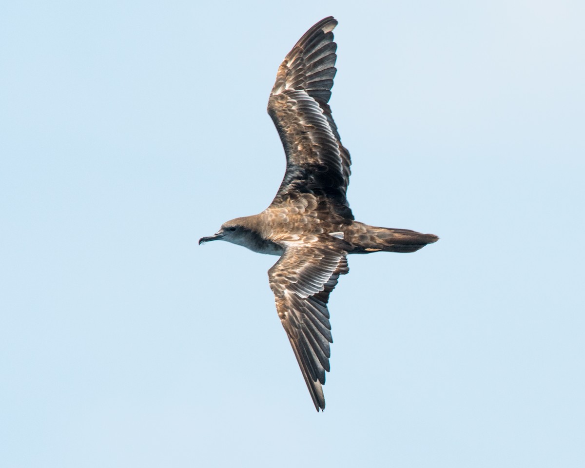 Wedge-tailed Shearwater - ML121419961