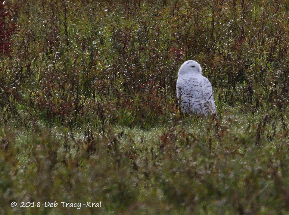Snowy Owl - Deborah Kral