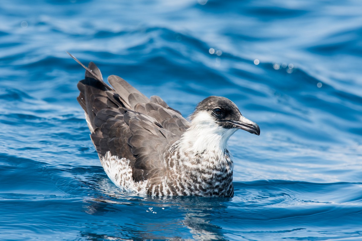 Pomarine Jaeger - ML121421001