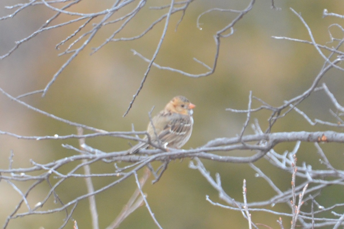 Harris's Sparrow - ML121423521