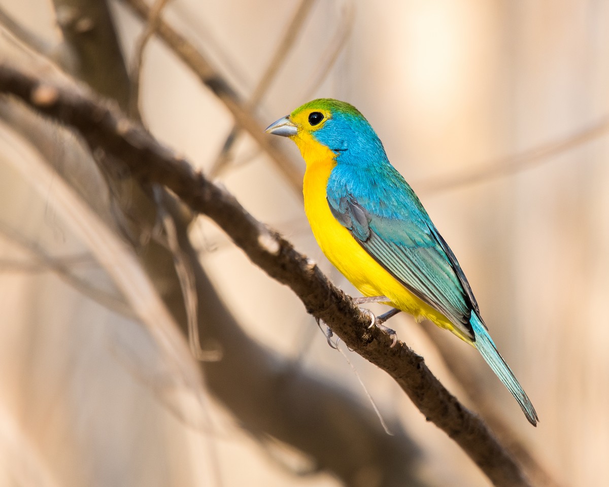 Orange-breasted Bunting - ML121423921