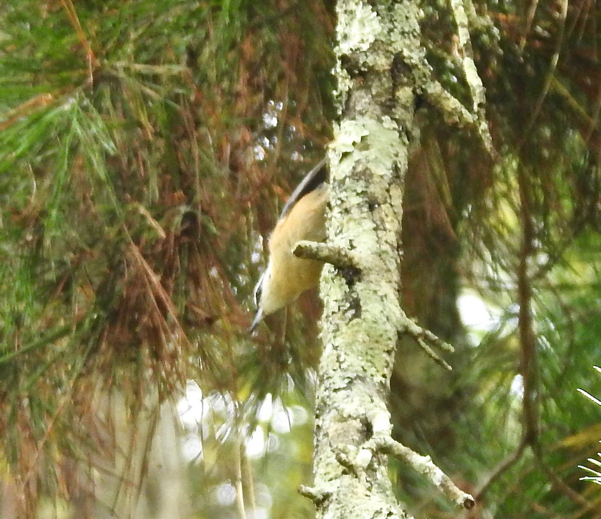 Red-breasted Nuthatch - ML121424111