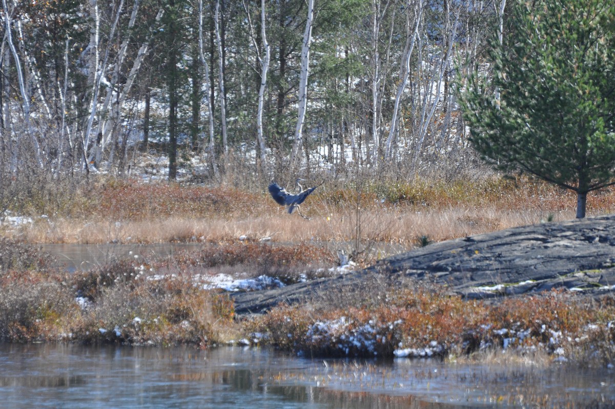 Great Blue Heron - Rebecca Rogge